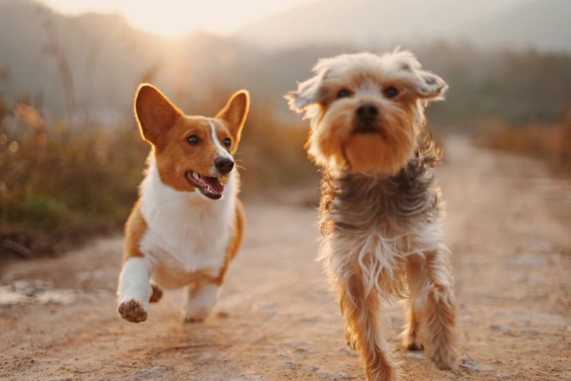 Pharmacies for pets